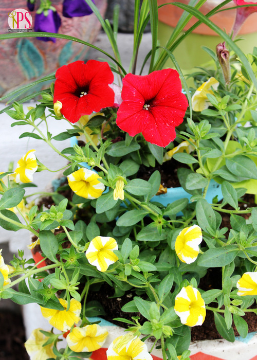 Container Gardening Tips from Positively Splendid