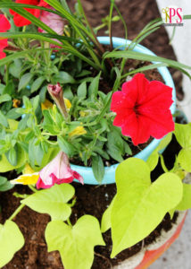 Container Gardening Tips from Positively Splendid