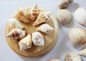 Make ornaments from shells gathered at the beach for a lovely memento. So fun! #modpodge #plaidcrafts